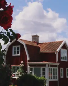 Röd villa med vita knutar bakom en blommande rosenbuske