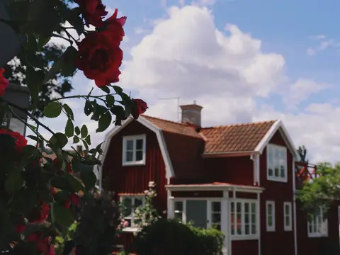 Röd villa med vita knutar bakom en blommande rosenbuske